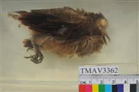 藏品(紅鳩)的圖片